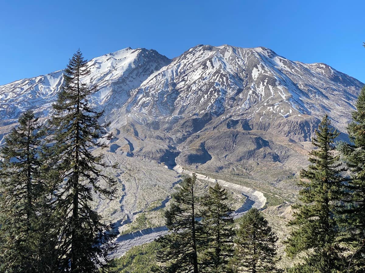 Happy dog on a neighborhood walk