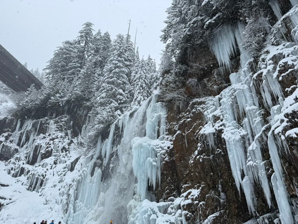 Happy dog enjoying a professional walk