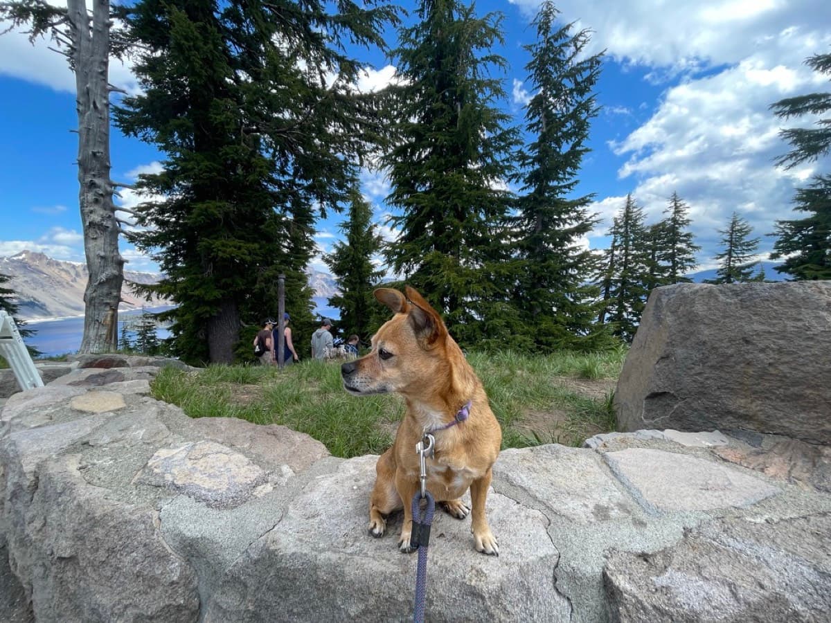 Dog hiking on beautiful Seattle trail