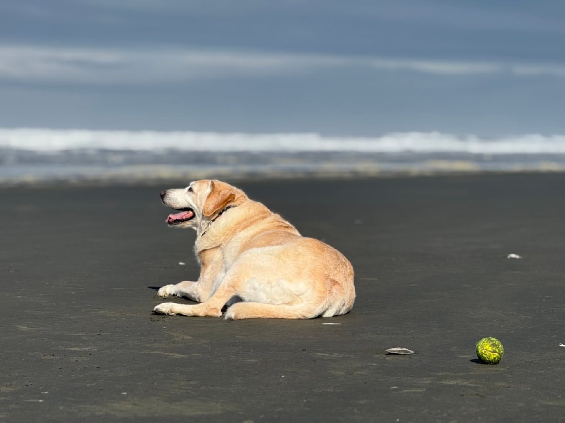 Happy dog on outdoor adventure