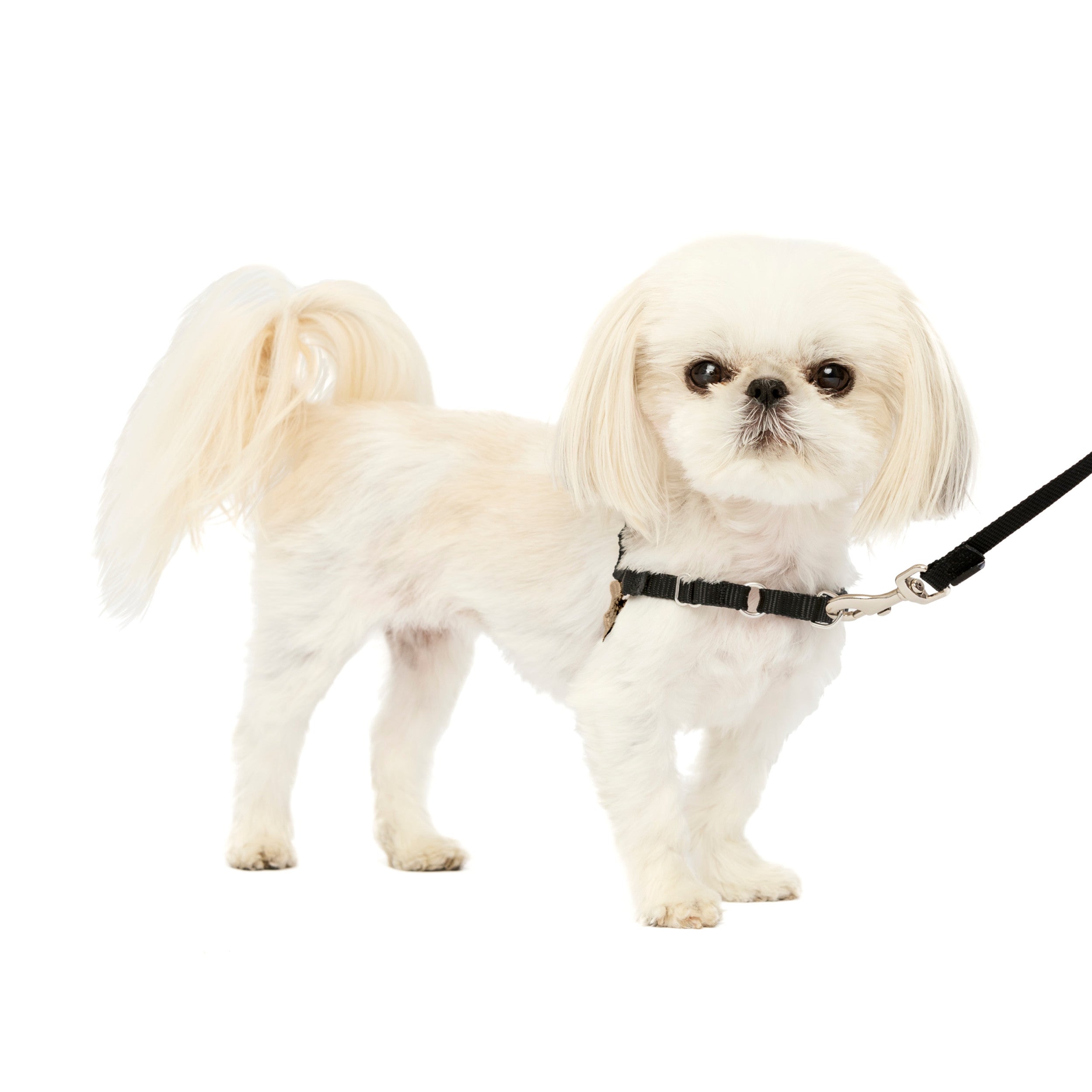 PetSafe Easy Walk