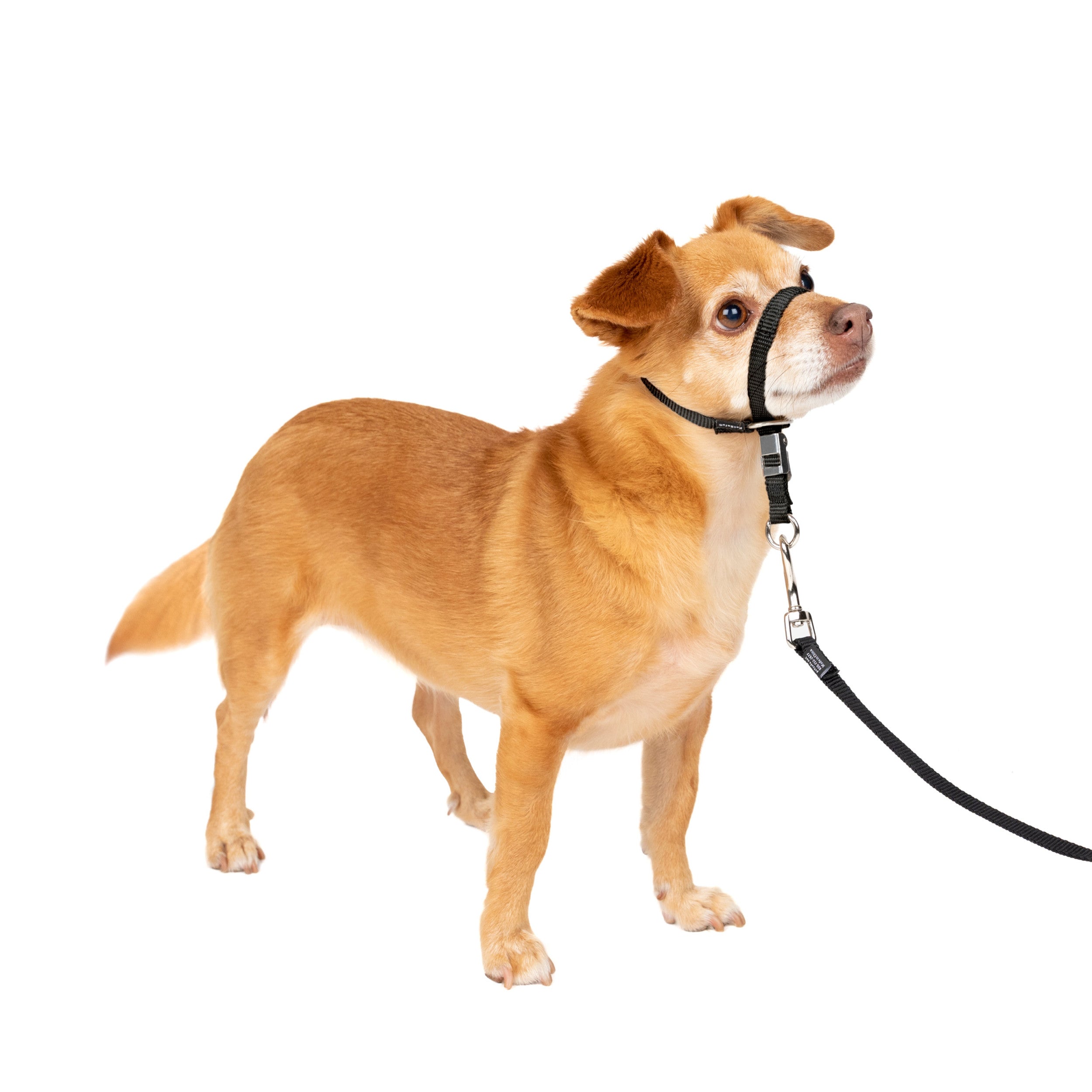 PetSafe Gentle Leader